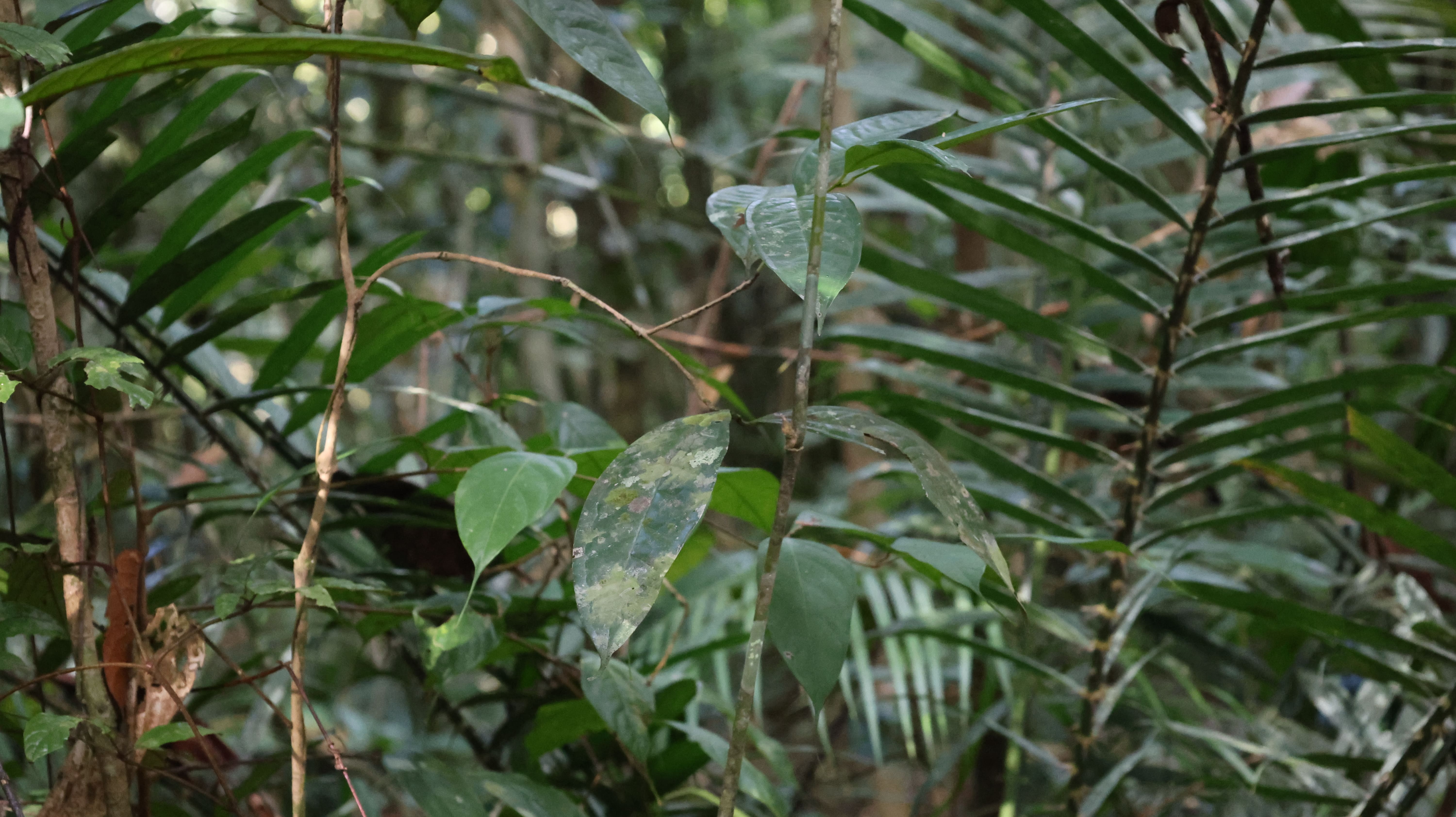 Wartono Kadri Photo 1